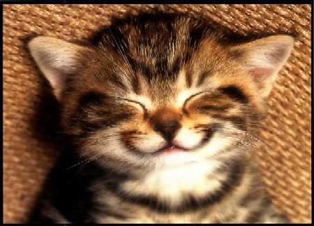 SMILECAT